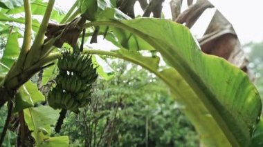 Tropikal bahçede yağmur. Tayland 'da bir muz ağacı. Yağmur mevsiminde yağmur ormanları. Ağaçta asılı yeşil muz demetleri.