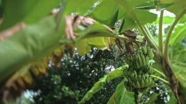 Tropikal bahçede yağmur. Tayland 'da bir muz ağacı. Yağmur mevsiminde yağmur ormanları. Ağaçta asılı yeşil muz demetleri.