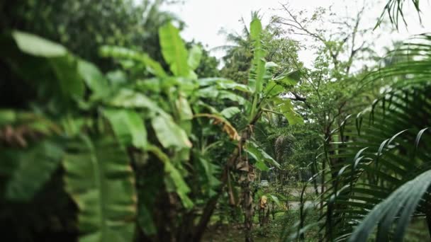 Дощ Тропічному Саду Бананове Дерево Таїланді Тропічний Ліс Сезон Дощів — стокове відео