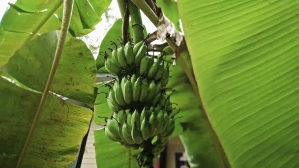 熱帯の庭で雨 タイのバナナの木 雨季の熱帯雨林 緑のバナナの束が木にかかっている — ストック動画