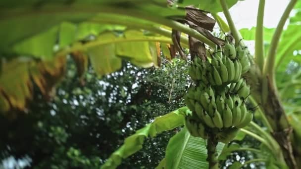 Pioggia Nel Giardino Tropicale Banano Thailandia Foresta Pluviale Durante Stagione — Video Stock