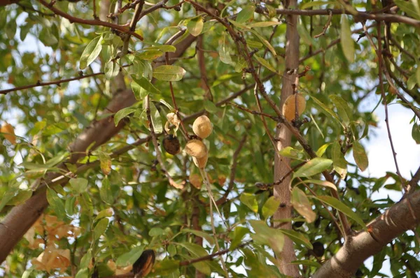 木の上のアーモンド — ストック写真