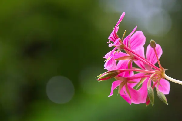 Růžový Květ Zeleném Pozadí — Stock fotografie