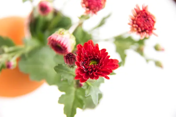 Маленькі Червоні Хризантеми Макрос — стокове фото