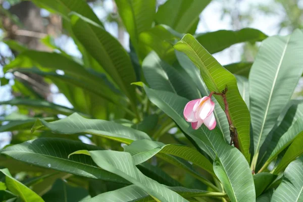 Delicate tropical flower — Stock Photo, Image