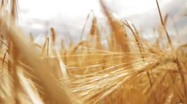 Buğday alanı gidiyor