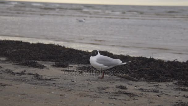 Самотня чайки на пляжі. 25.03.2017 - готель Jurmala - Латвія — стокове відео