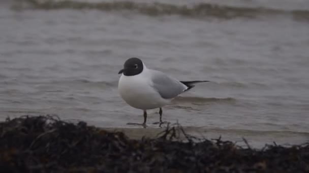 Gaviotas en la playa. 25.03.2017 - JURMALA - Letonia — Vídeo de stock