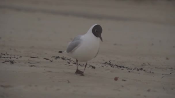 Sirályok a strandon. 25.03.2017 - Jurmala - Lettország — Stock videók