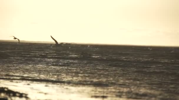 Чайки на пляже. 25 ноября 2017 года - Юрмала - Латвия — стоковое видео