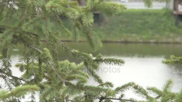 Cisnes blancos y negros nadan en el lago — Vídeos de Stock