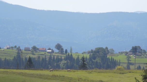Wiesen und Kühe mitten in den Bergen — Stockvideo