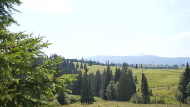 Weiden en bossen in het midden van de bergen — Stockvideo