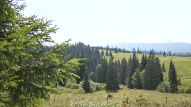 Weiden en bossen in het midden van de bergen — Stockvideo