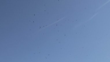 Bir sürü yükselen çöl kartal