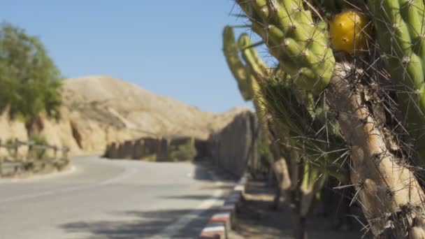 Vecchio cactus vicino alla Deserted Texas Road — Video Stock