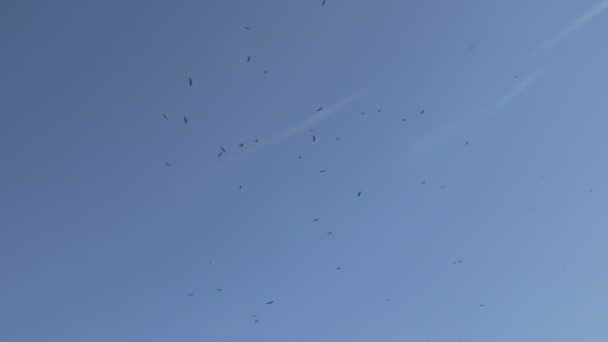 A flock of soaring desert eagles — Stock Video