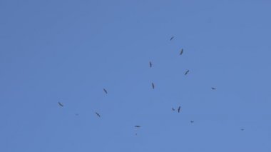 Bir sürü yükselen çöl kartal