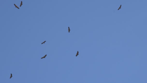 A flock of soaring desert eagles — Stock Video