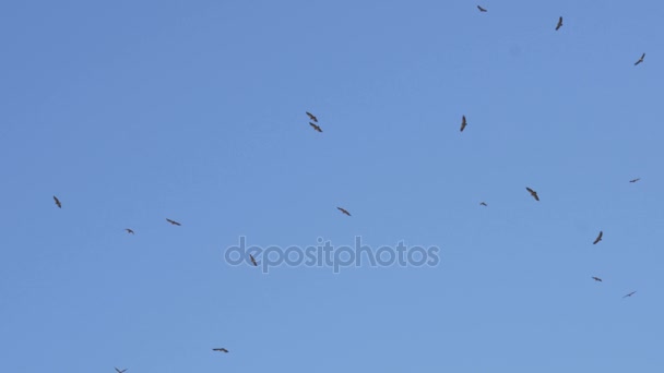 Un gregge di aquile del deserto in volo — Video Stock