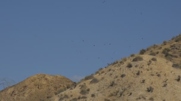 Paysage désertique avec aigles en vol — Video