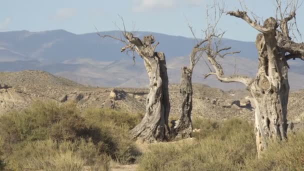 Árbol solitario del desierto en medio de las montañas — Vídeo de stock