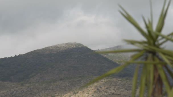 棕榈树, 与山在背景 — 图库视频影像