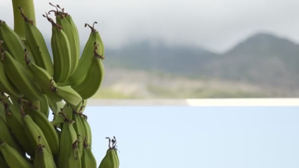 Банановое дерево в горах — стоковое видео