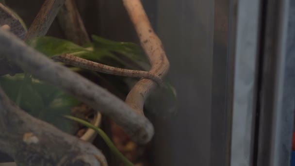 Caméléon sauvage pendant la chasse i la forêt tropicale 