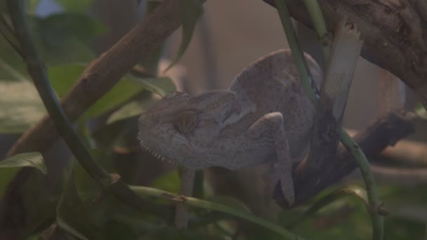 Caméléon sauvage pendant la chasse i la forêt tropicale — Video