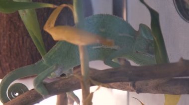 Tropikal orman av sırasında vahşi bukalemun