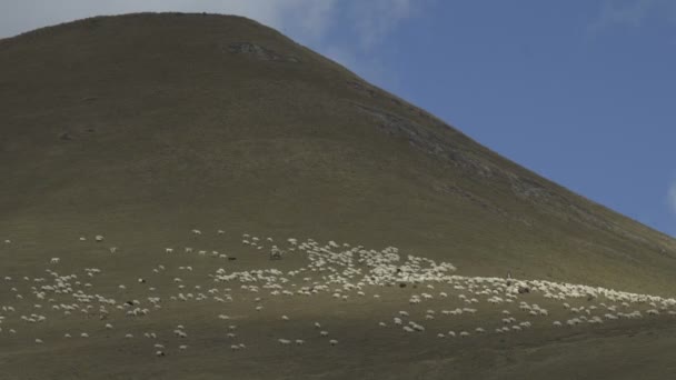 Manada de ovejas caminando por la hierba en la montaña — Vídeos de Stock