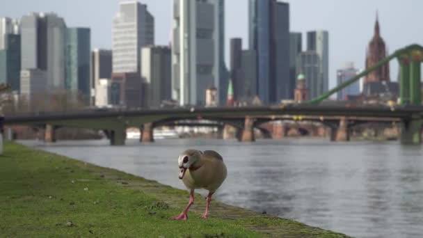 Gratte-ciel de Fankfurt am main en Allemagne . — Video