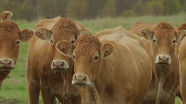 Vaca en tierras de cultivo — Vídeo de stock