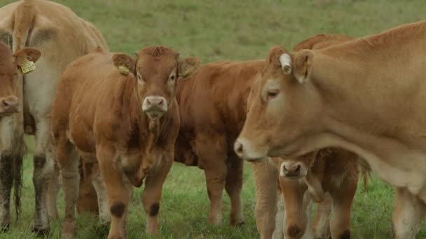 Cow on farmland — Stock Video