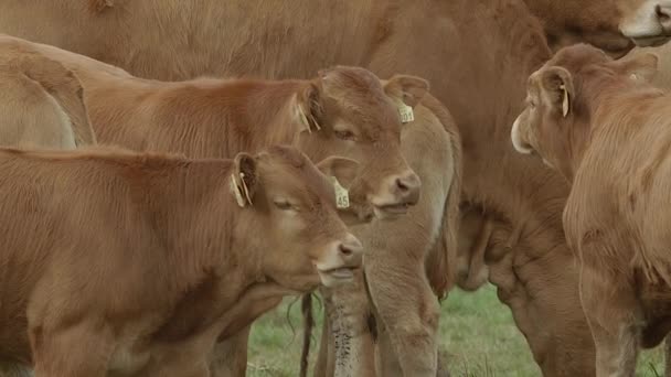 Vaca en tierras de cultivo — Vídeo de stock