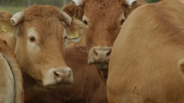 Vacca su terreni agricoli — Video Stock