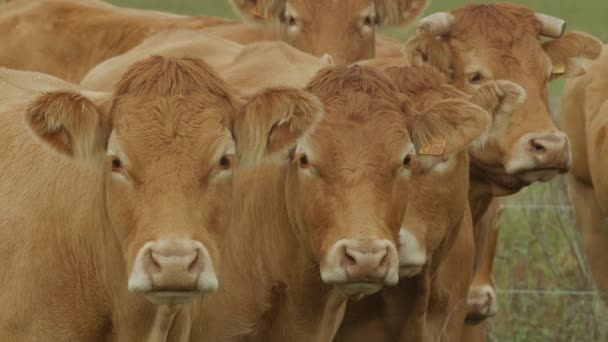 Vaca en tierras de cultivo — Vídeo de stock