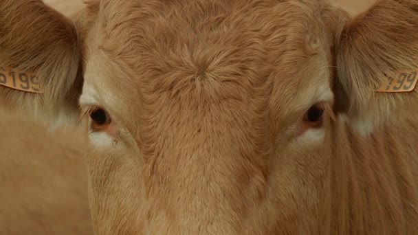 Vache sur les terres agricoles 