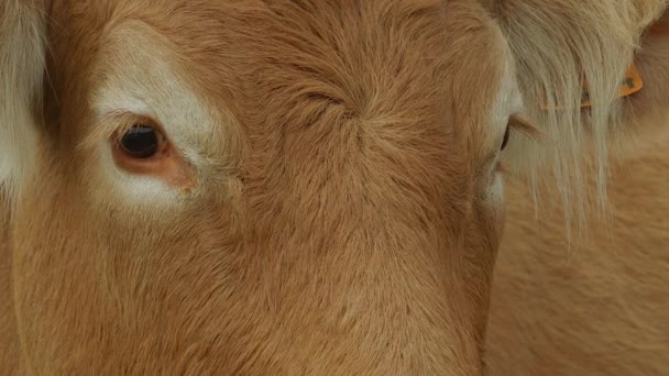 Vache sur les terres agricoles — Video