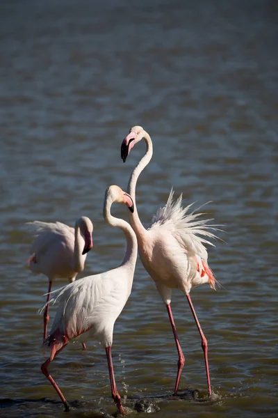 Dance of three flamingos