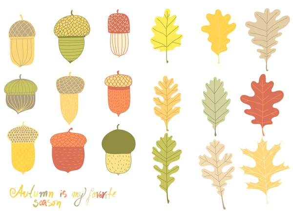 Collecte de diverses glands et feuilles — Image vectorielle