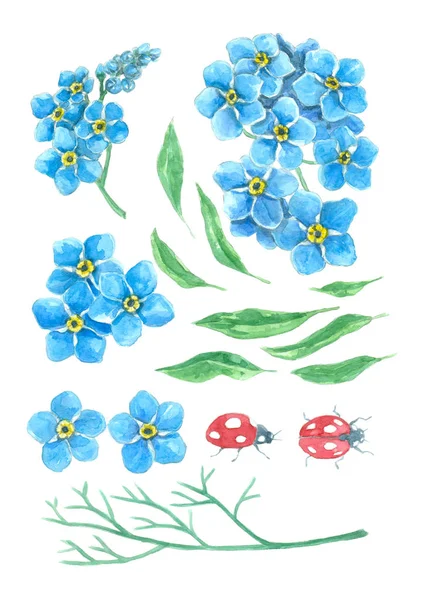 Forget me not and ladybugs. Watercolor set. — Stock Photo, Image