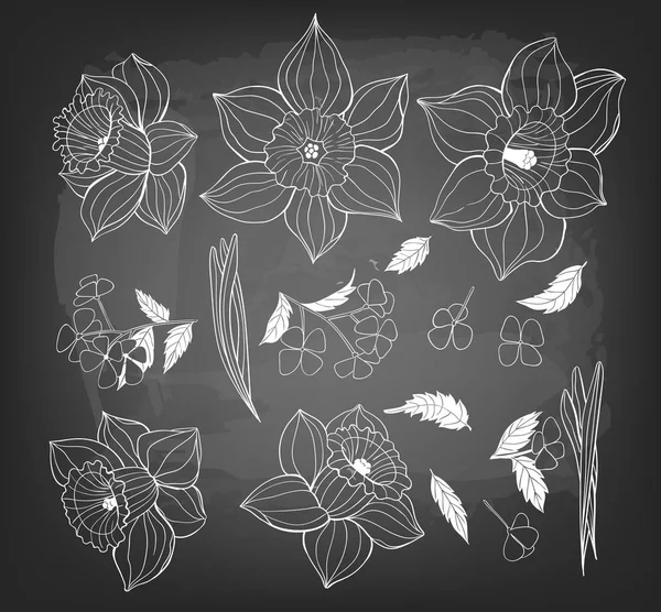 Kolekce narcisů, jarní květiny a listy. — Stockový vektor