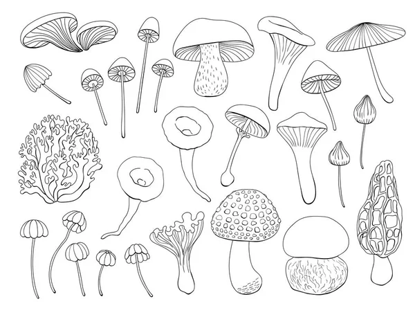 Збірка різних грибів — стоковий вектор