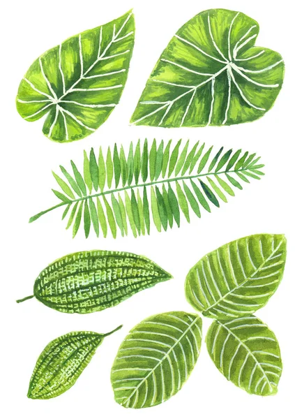 Набір різних тропічних листя — стокове фото