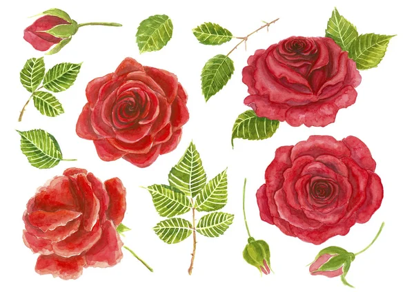 Red roses, rosebuds and leaves — Stock Photo, Image