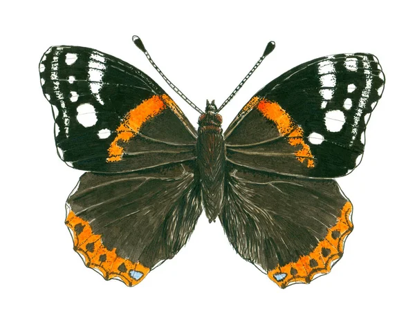 Admiral butterfly ink illustration — Stock Photo, Image