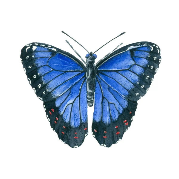 Pittura ad acquerello Morpho farfalla blu — Foto Stock