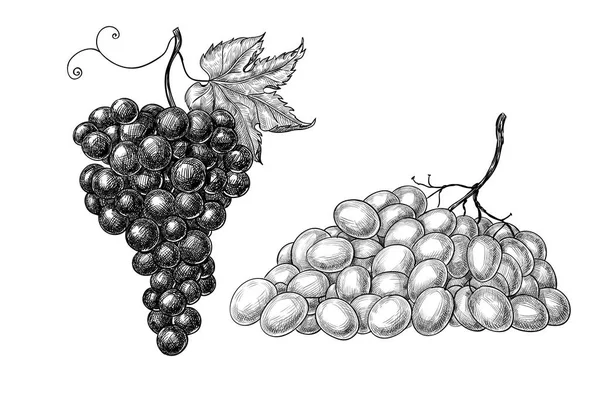 Hand drawn grapes — Stock Vector